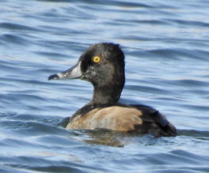 Ring-necked Duck - Brian Ison