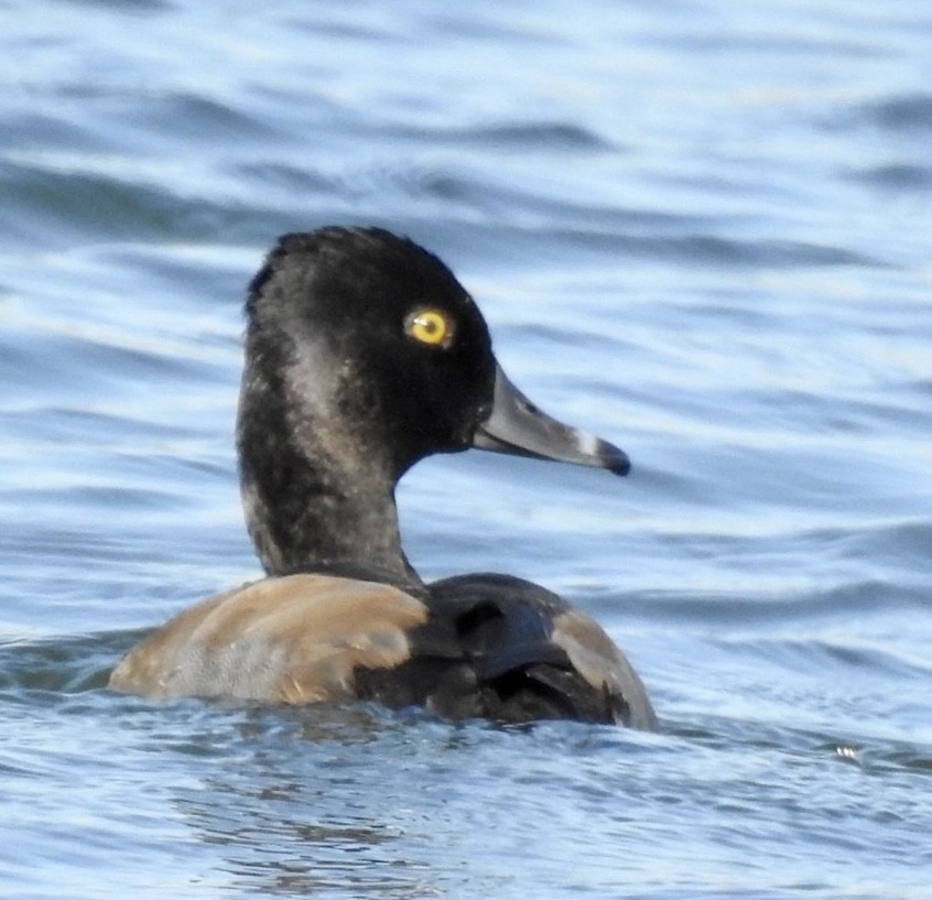 Ring-necked Duck - Brian Ison