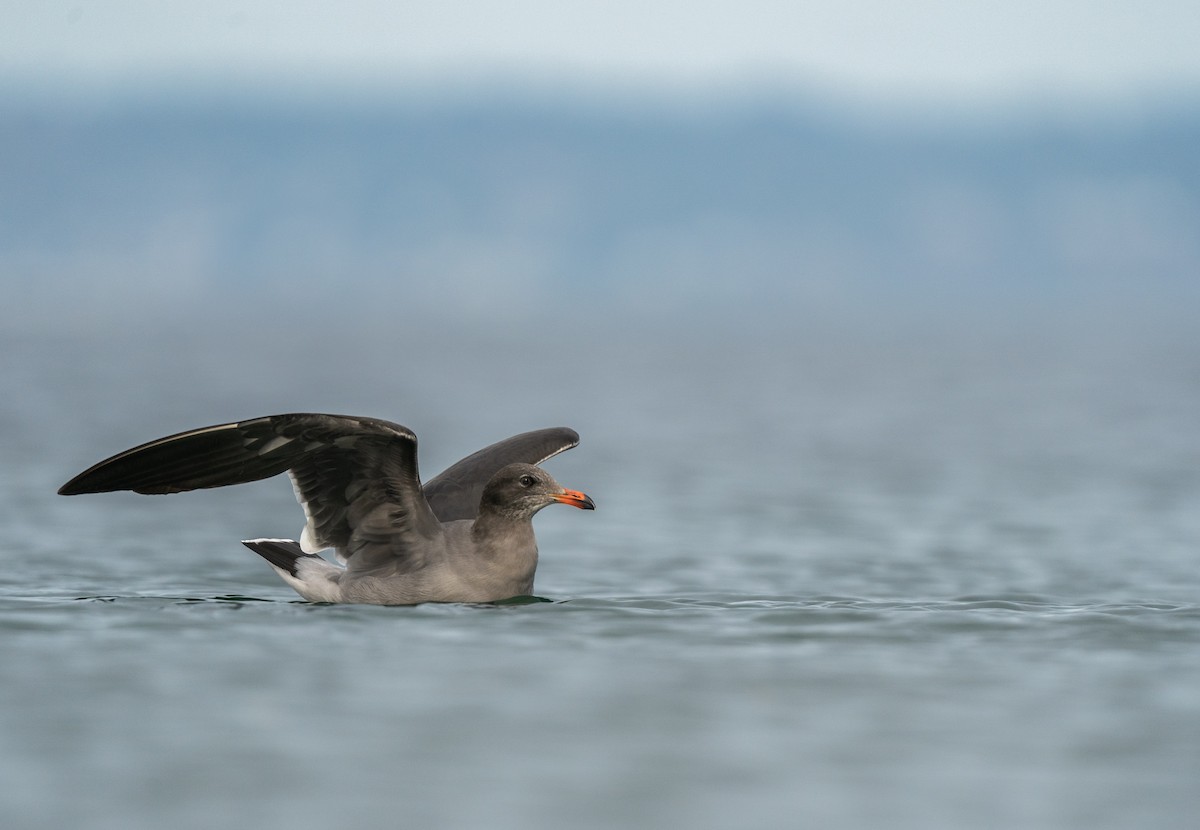 Heermann's Gull - ML610805432