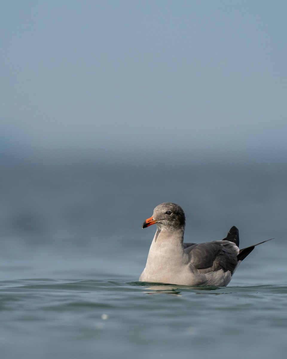 Heermann's Gull - ML610805433