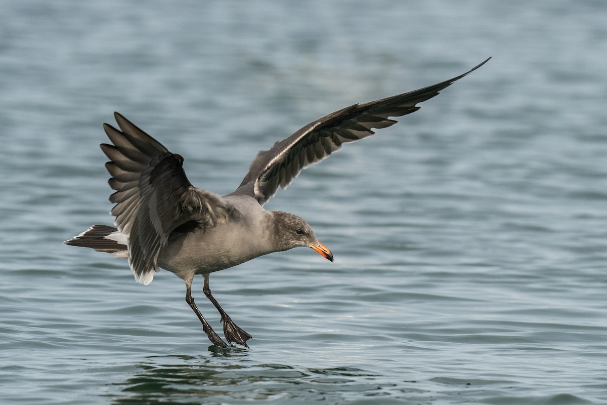 Heermann's Gull - ML610805434