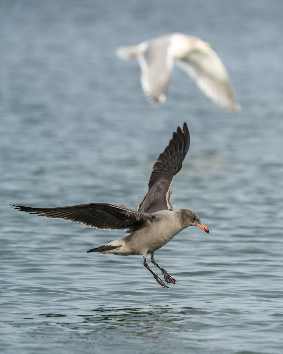 Heermann's Gull - ML610805435