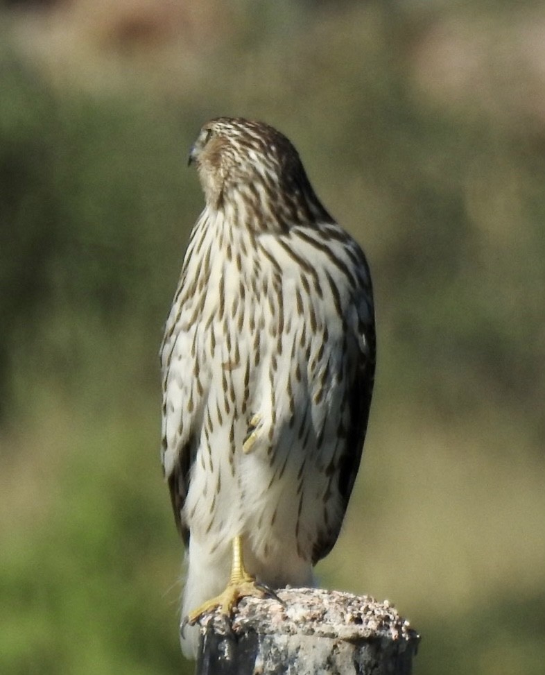 Cooper's Hawk - ML610805439