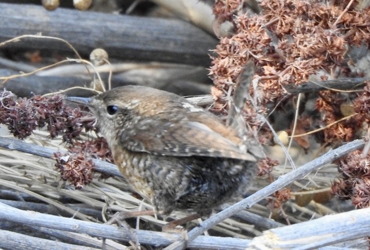 Winter Wren - ML610805509