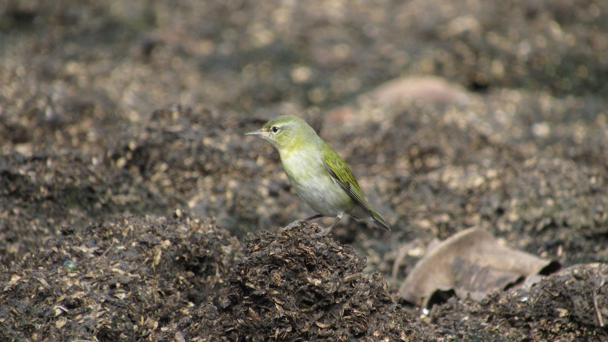 Tennessee Warbler - ML610805515