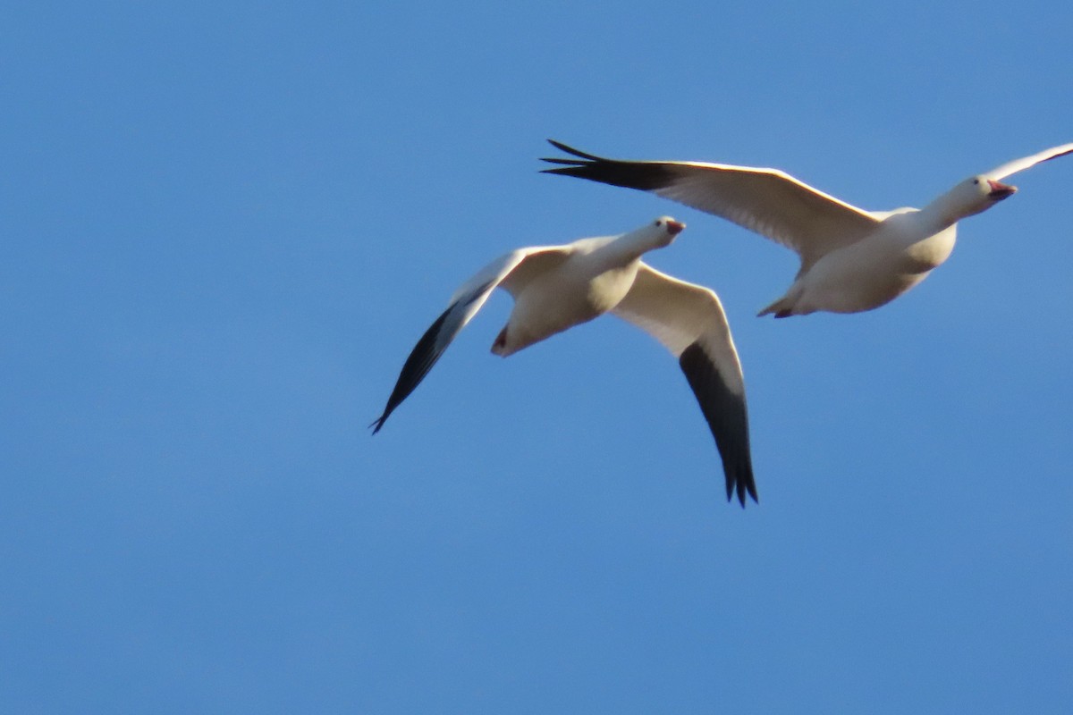 Ross's Goose - ML610805548