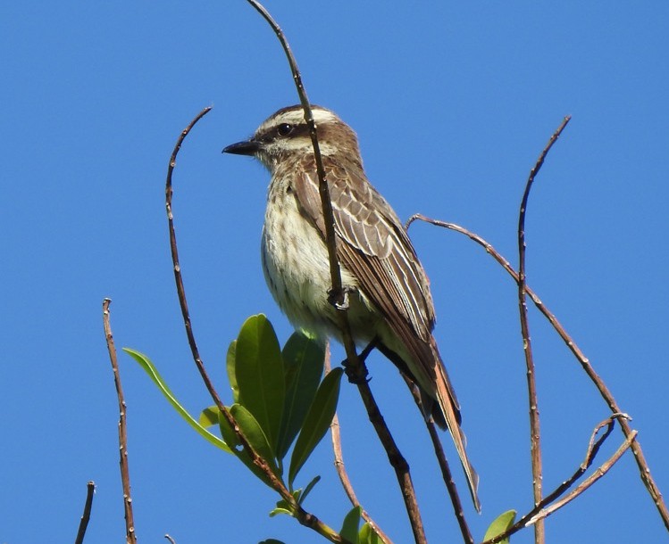 Variegated Flycatcher - ML610805554