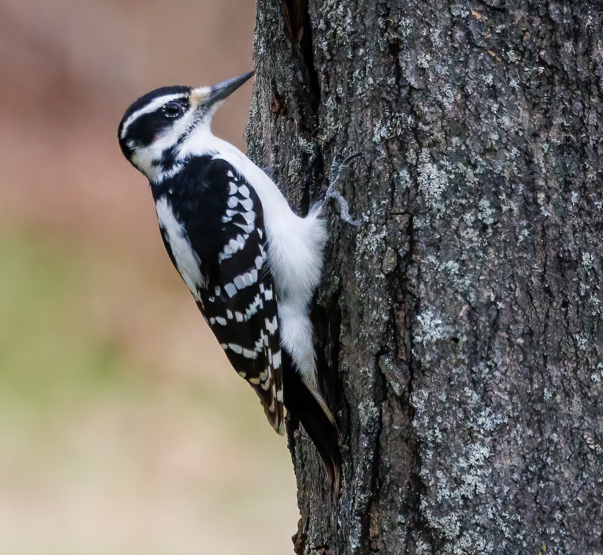 Hairy Woodpecker - ML610805671