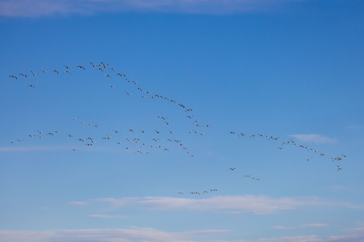 Snow Goose - Ron Horn