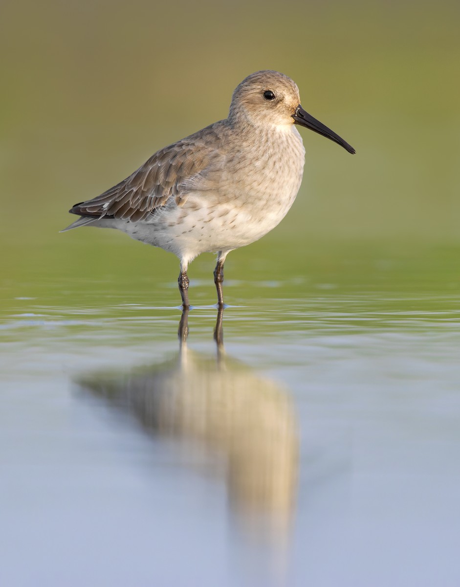 Dunlin - ML610805691