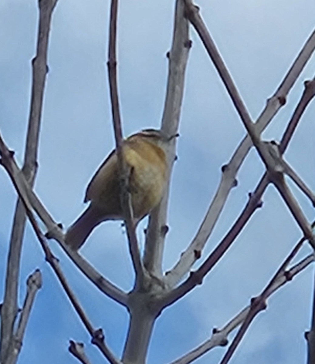 Carolina Wren - Yves Gauthier (Mtl)