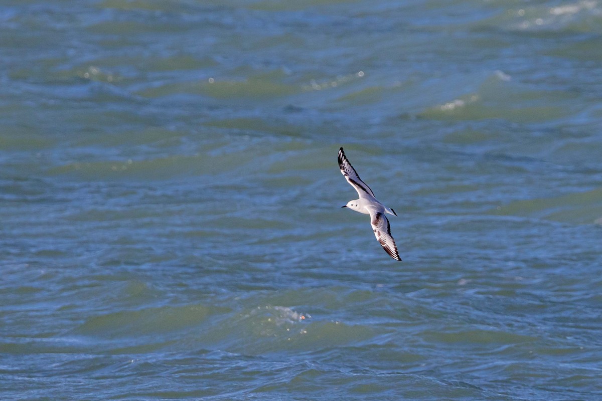 Bonaparte's Gull - ML610805729