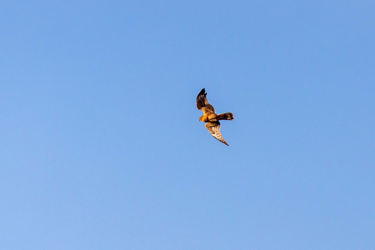 Northern Harrier - ML610805758