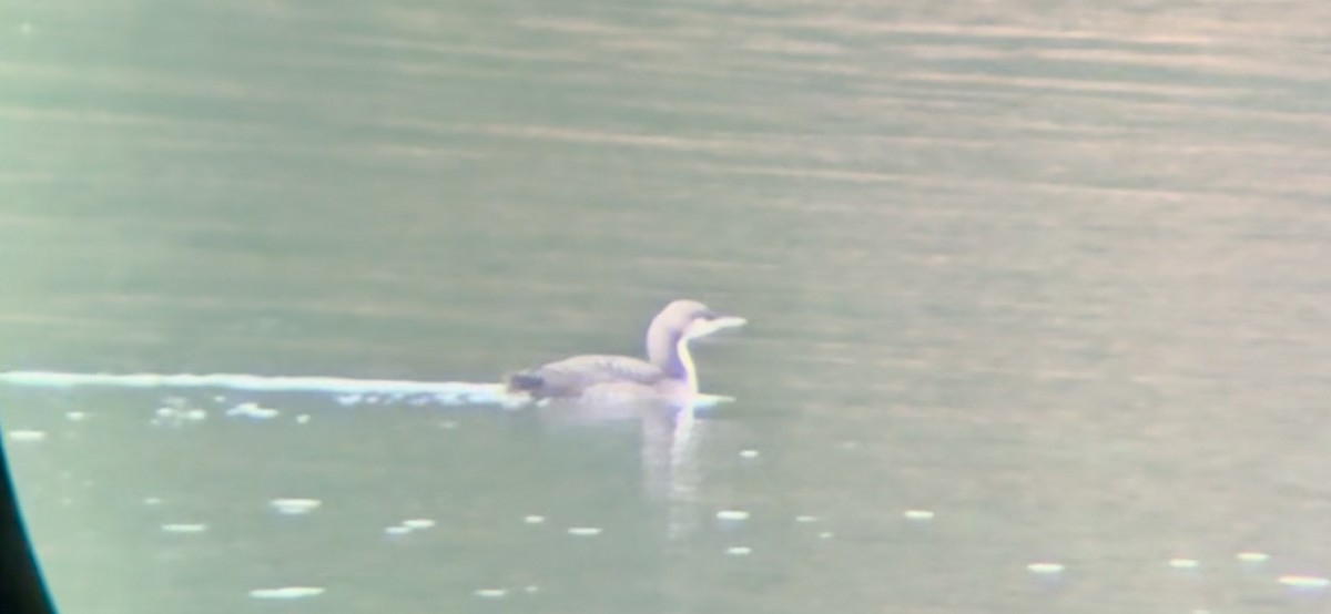 Pacific Loon - ML610805768