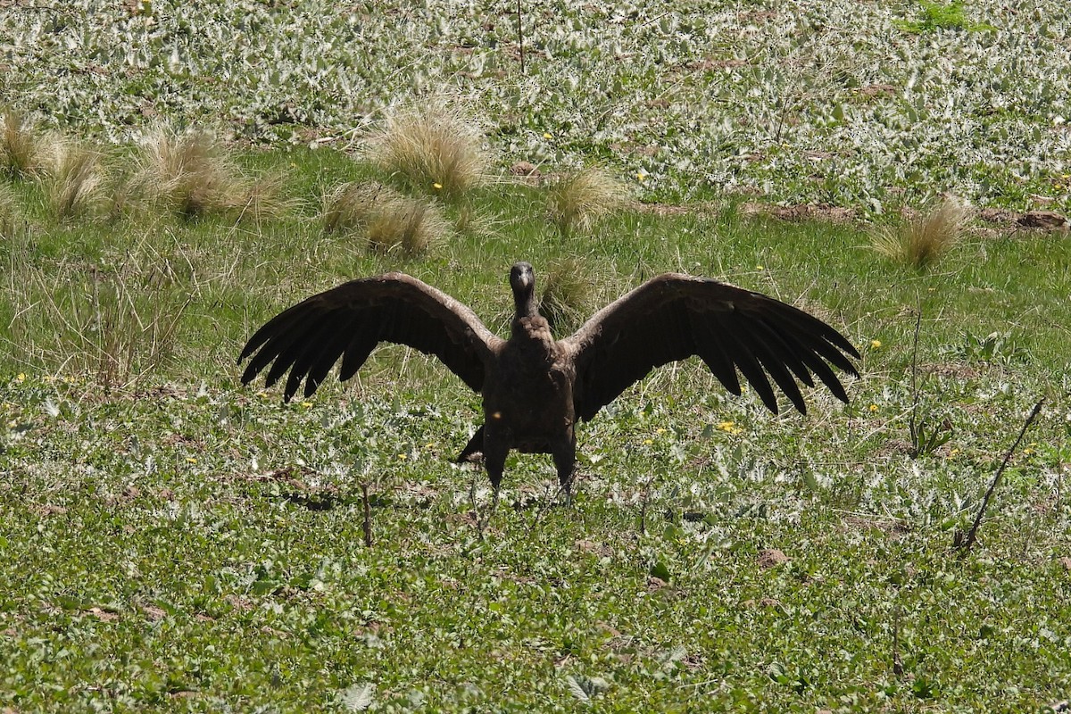 Andean Condor - Carlos Merlo
