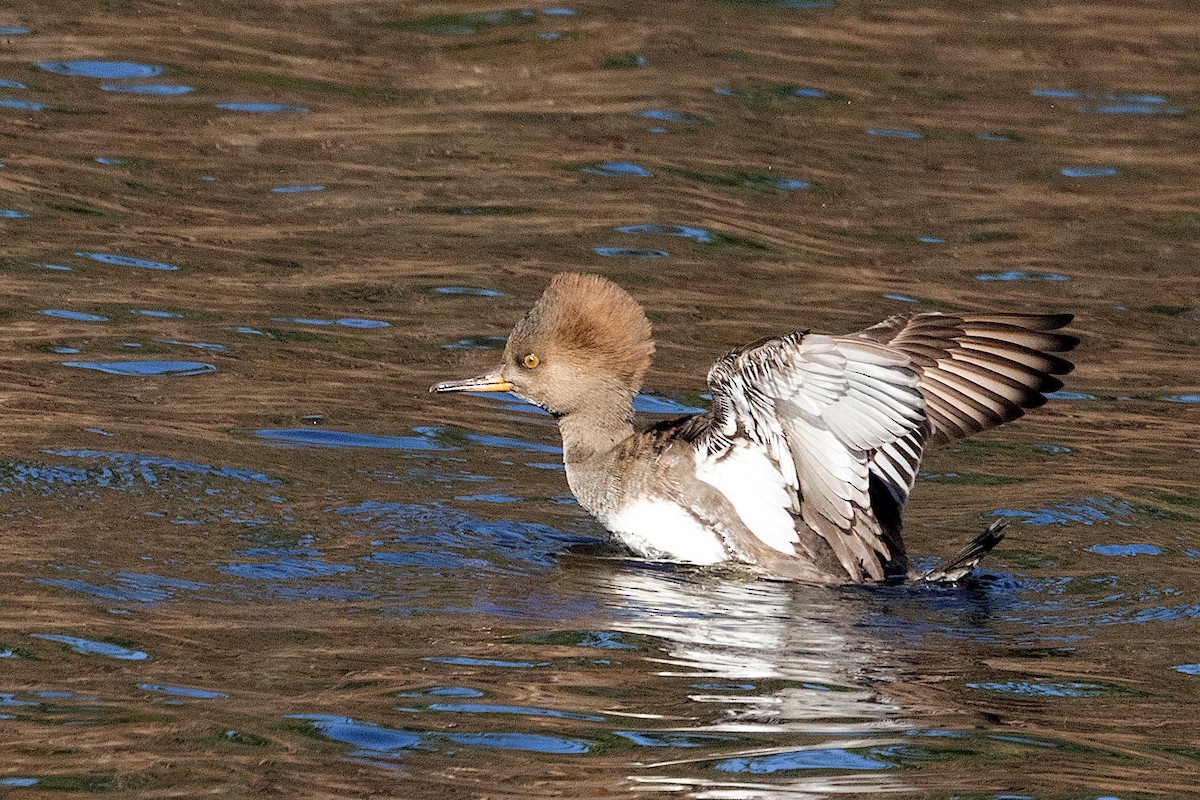 Hooded Merganser - ML610805774