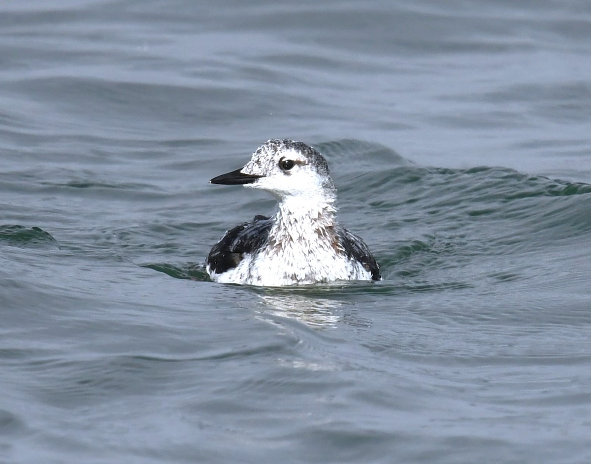 Black Guillemot - MJ Heatherington