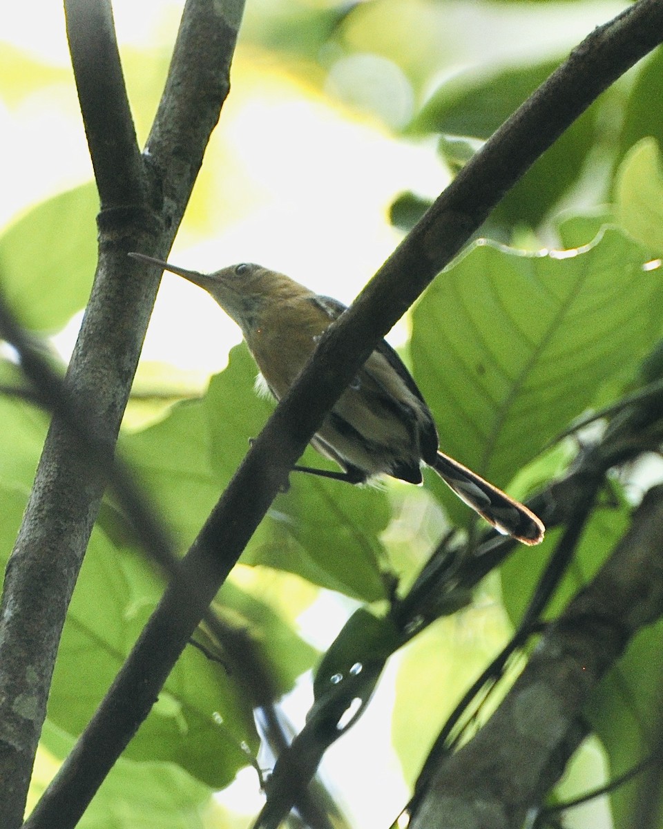 Long-billed Gnatwren - ML610805836