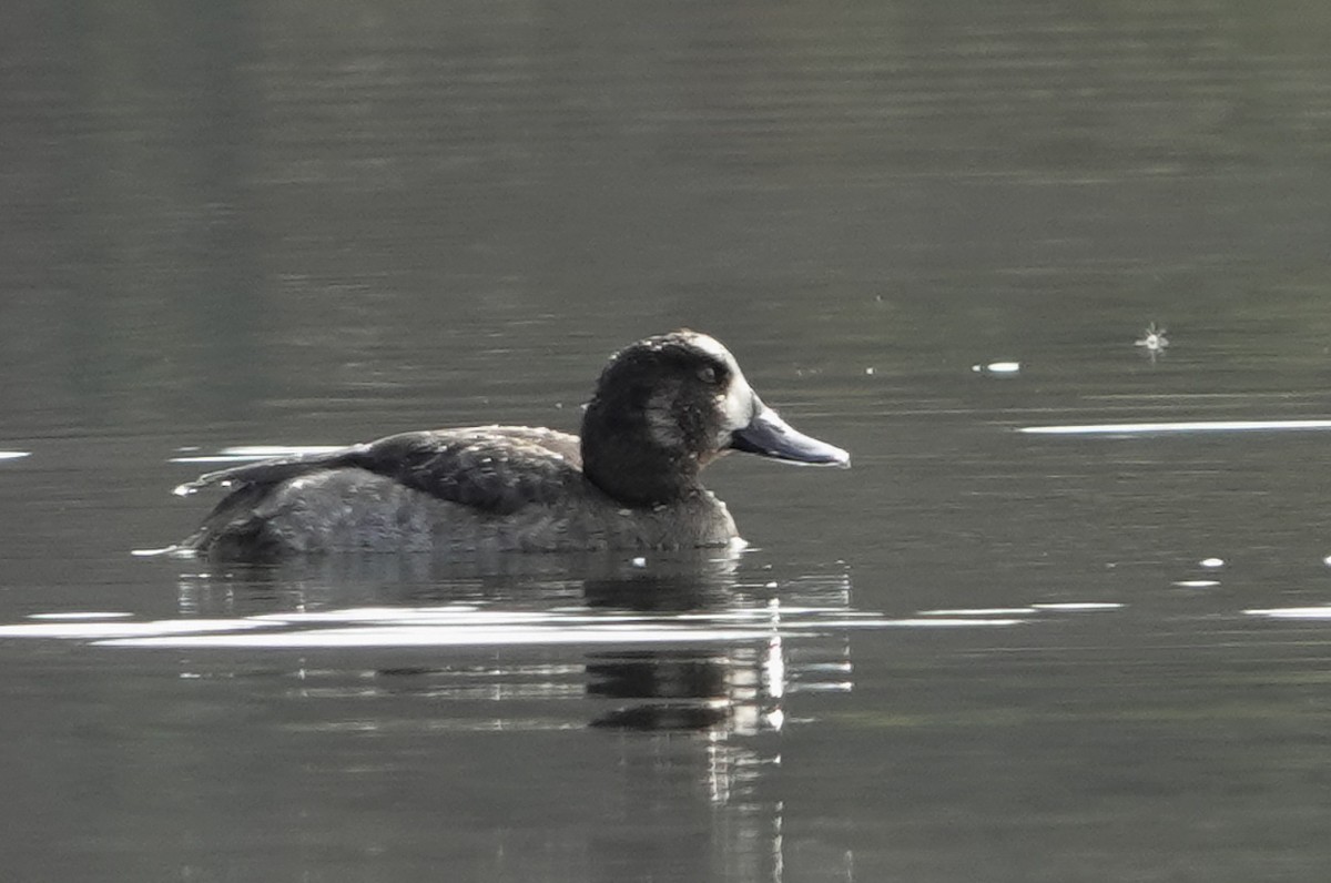 Greater Scaup - ML610805884