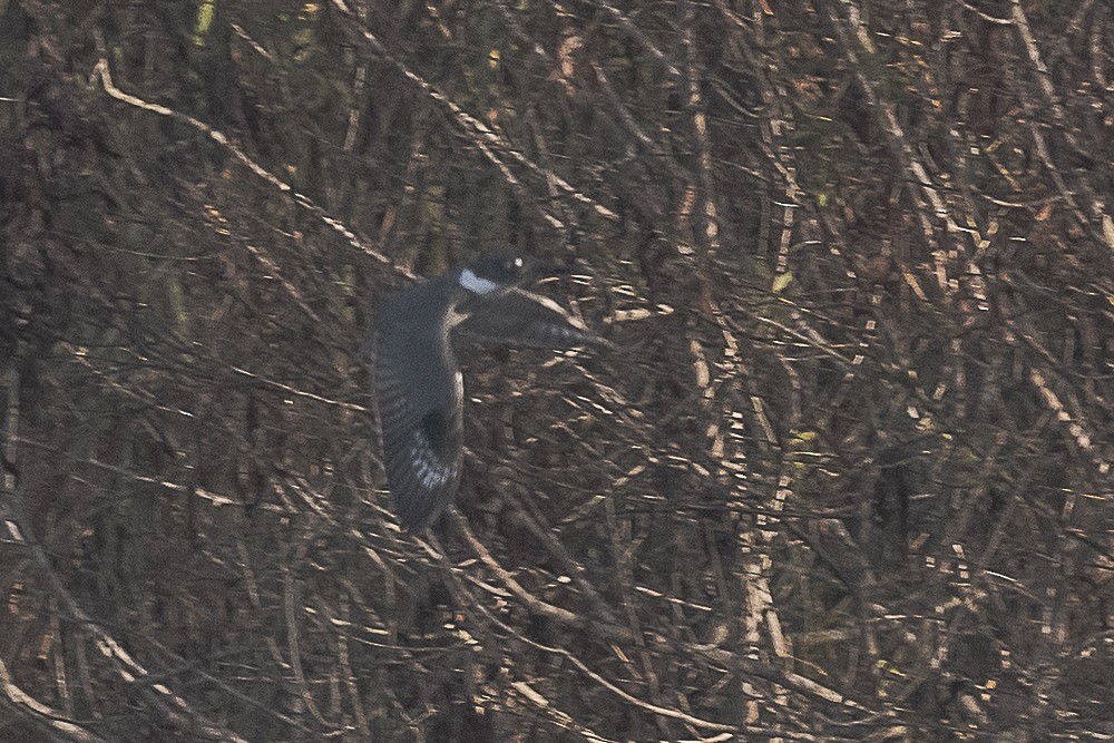 Belted Kingfisher - ML610805903