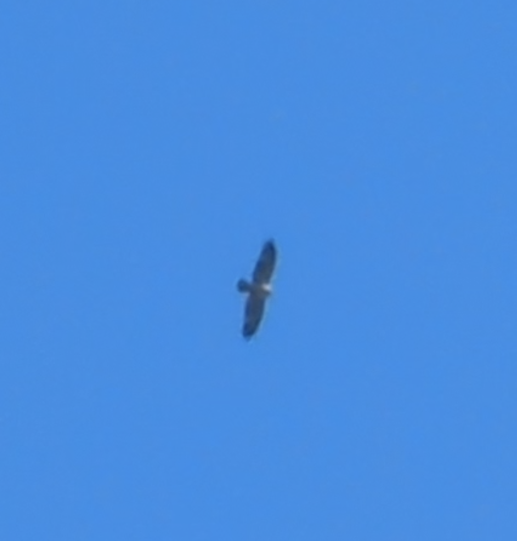 日行性猛禽類 - ML610805944