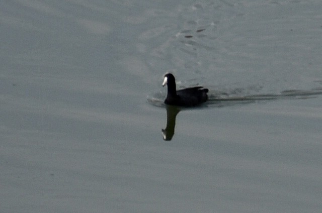 American Coot - Adrian Romo Garcia