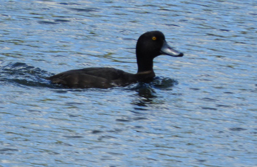 New Zealand Scaup - ML610806105