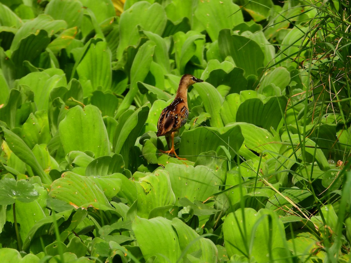Yellow-breasted Crake - ML610806191