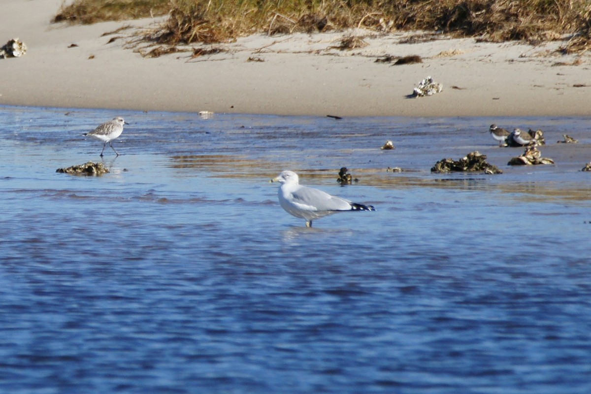 Ring-billed Gull - ML610806283