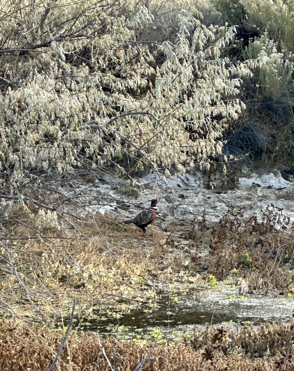 Ring-necked Pheasant - ML610806449