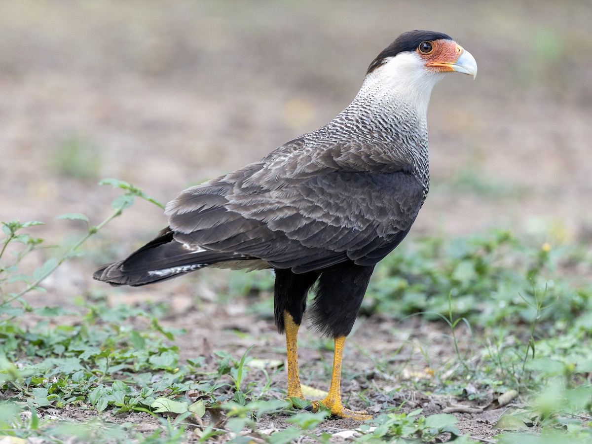 Crested Caracara (Southern) - ML610806488