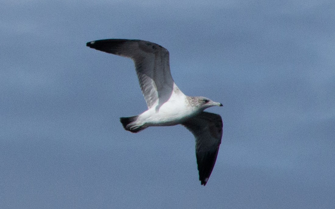 Gaviota Californiana - ML610806493