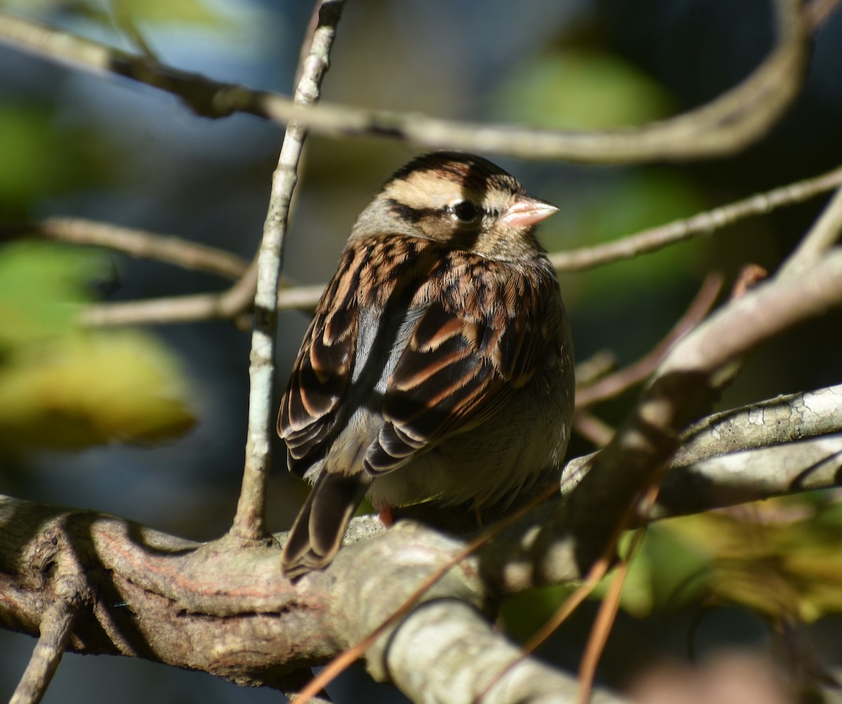 Chipping Sparrow - ML610806524