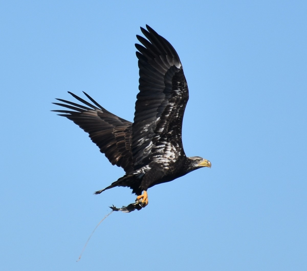 Bald Eagle - John Lynch