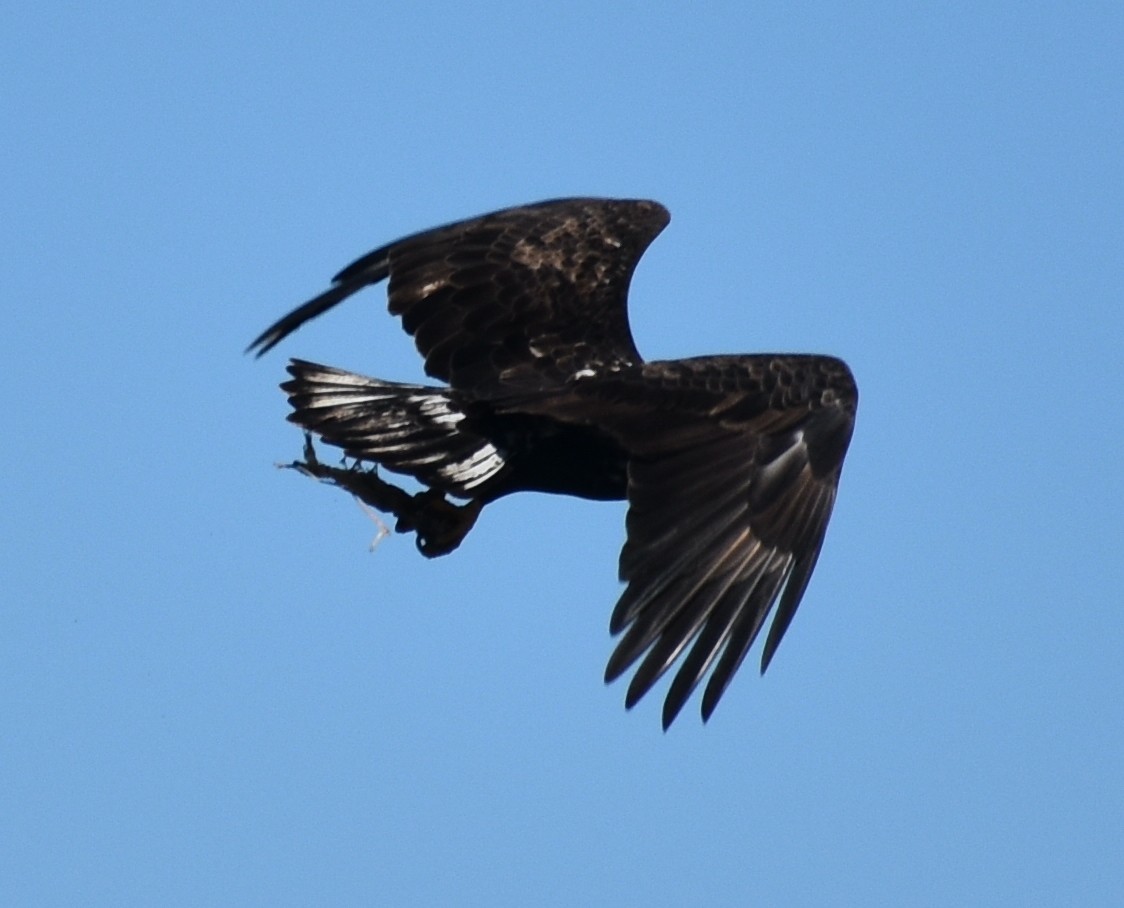 Bald Eagle - John Lynch