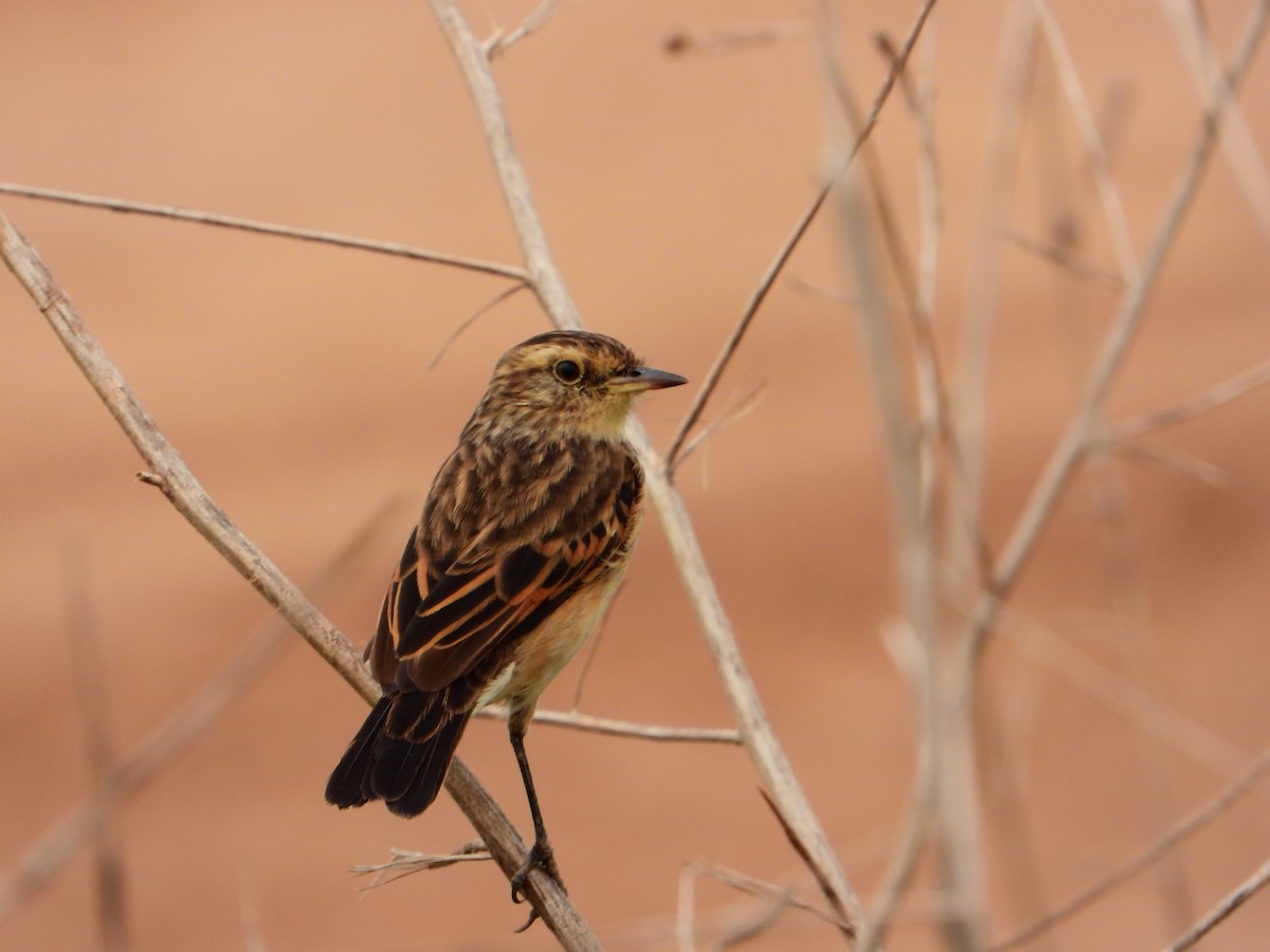 Spectacled Tyrant - ML610806591