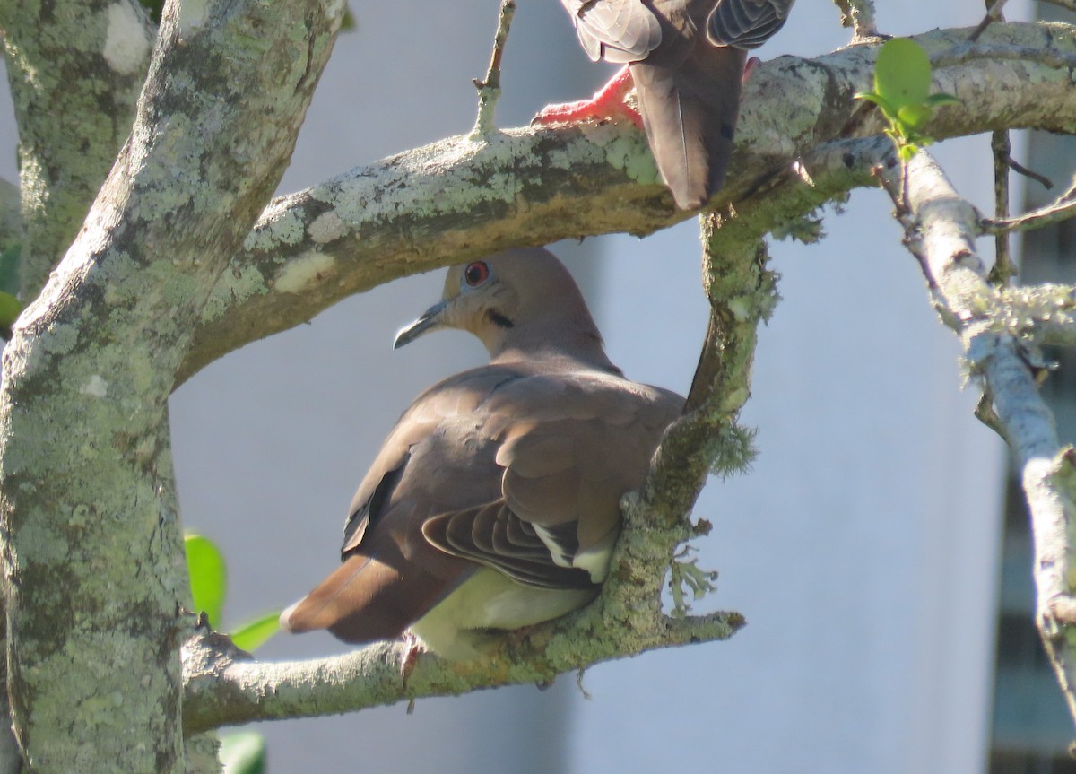 White-winged Dove - ML610806673