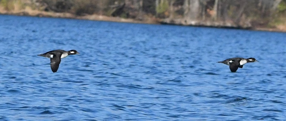 Bufflehead - Gregory Hartman