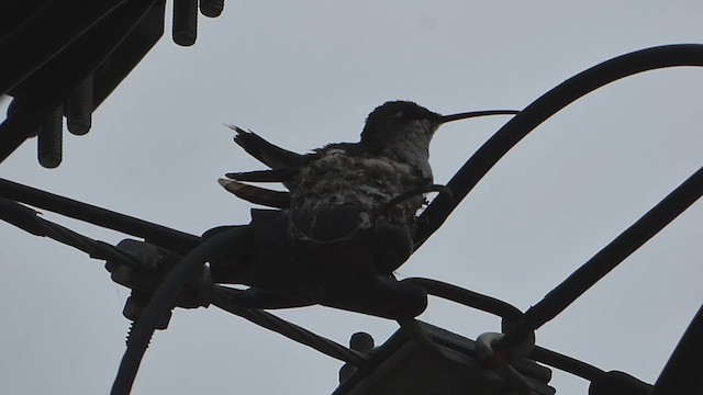 Blue-tufted Starthroat - ML610806732