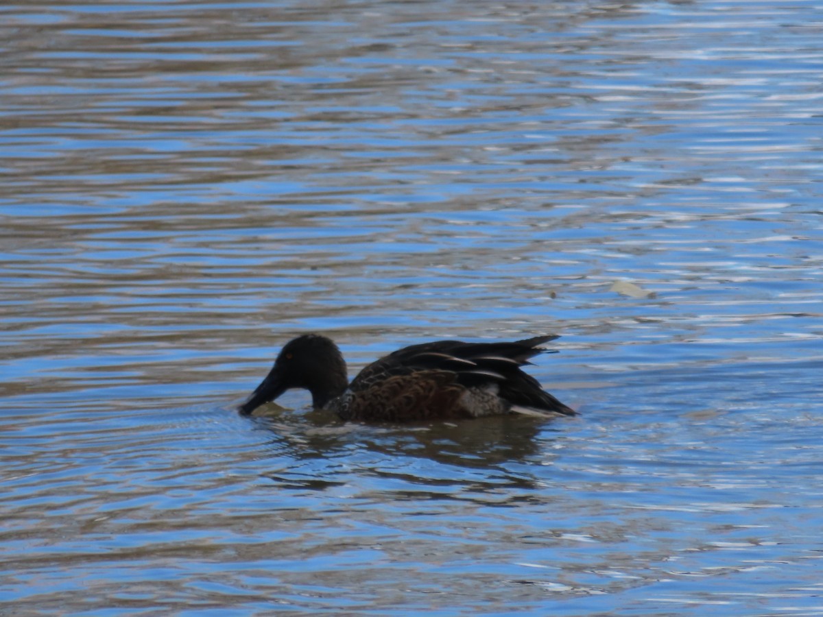 Northern Shoveler - ML610806803