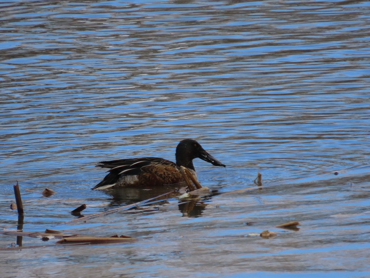 Northern Shoveler - ML610806804