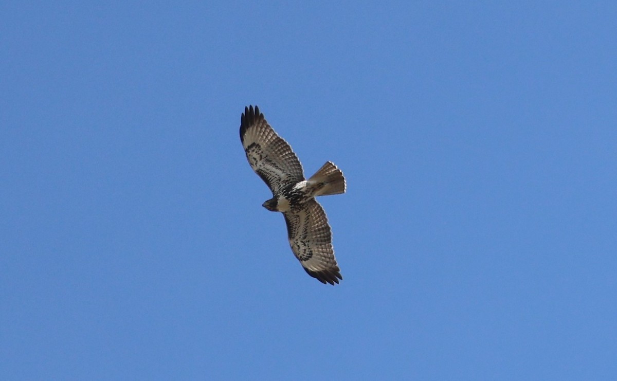 Red-tailed Hawk - ML610806902