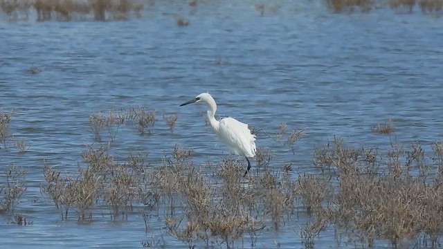 Reddish Egret - ML610807022