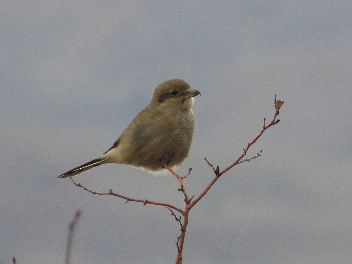 Pie-grièche boréale - ML610807097