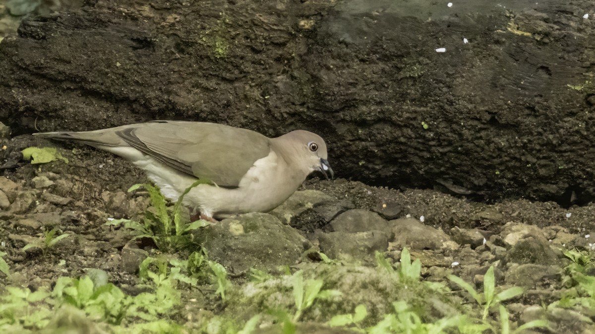 White-tipped Dove (White-tipped) - David Fischer