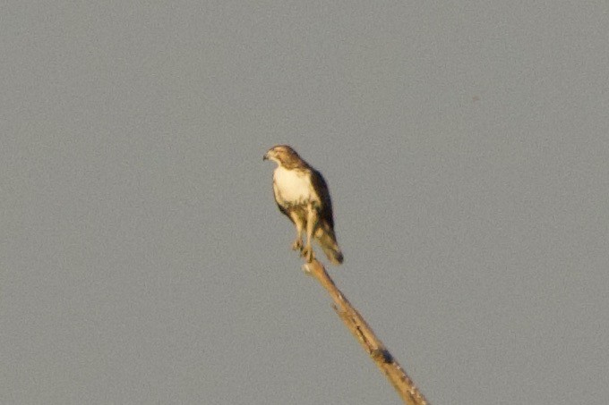 Red-tailed Hawk - James Meals