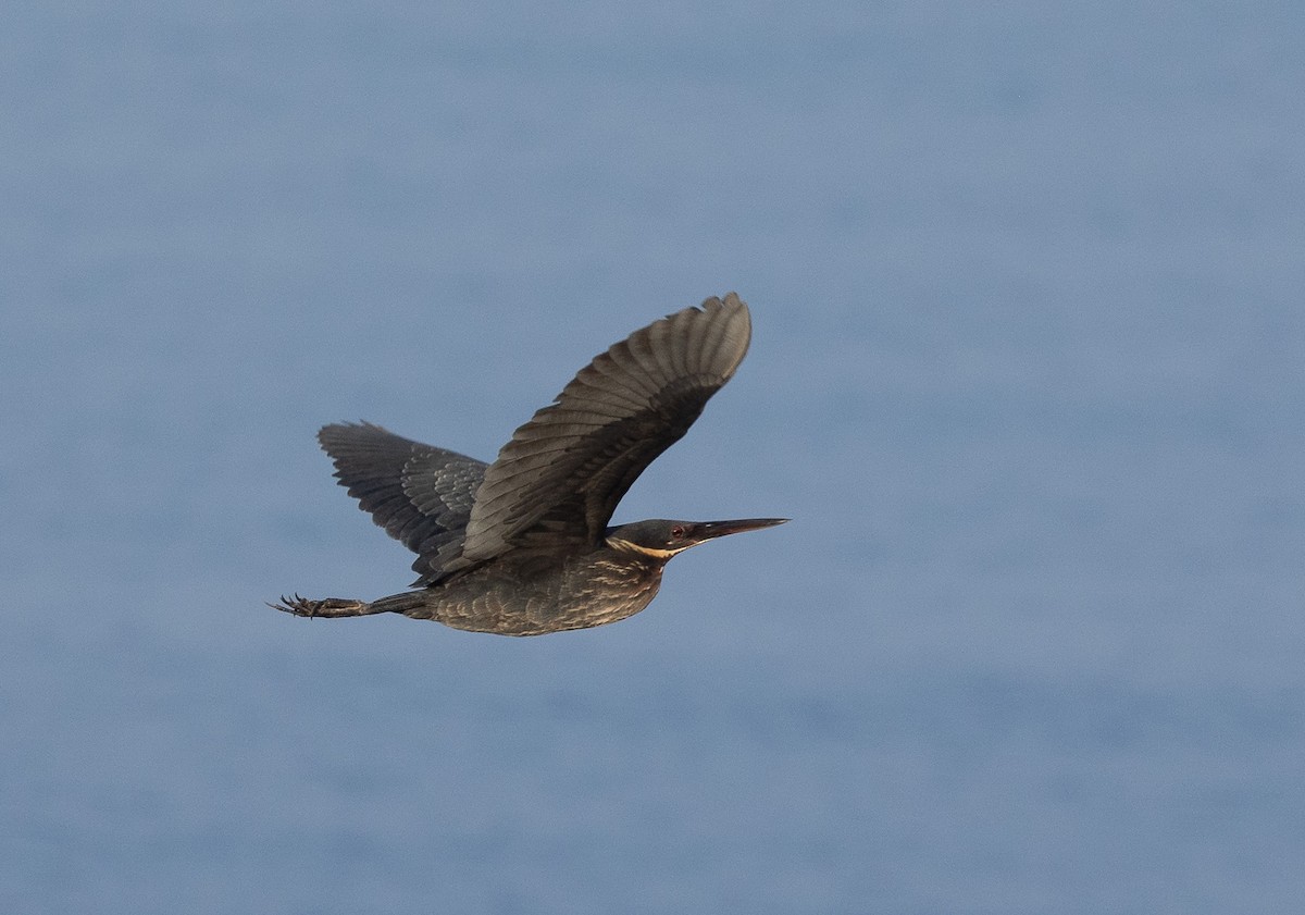 黃頸黑鷺 - ML610807126