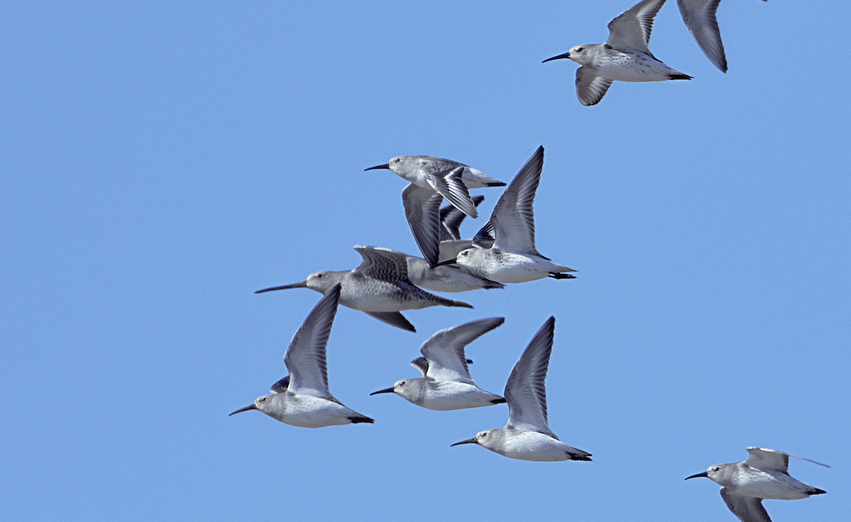 Long-billed Dowitcher - ML610807134