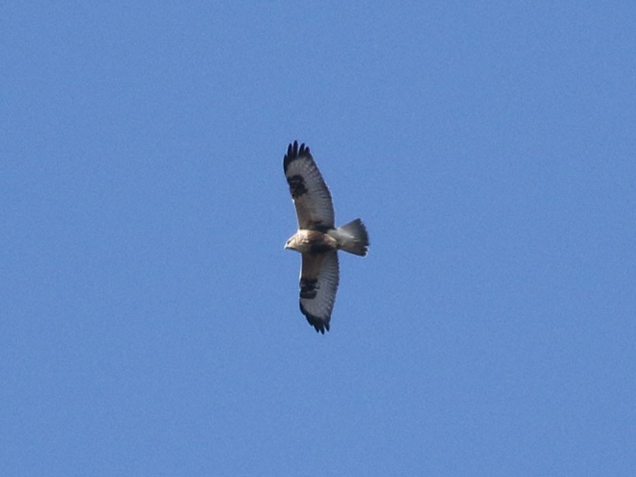 Rough-legged Hawk - Brandon Brogle