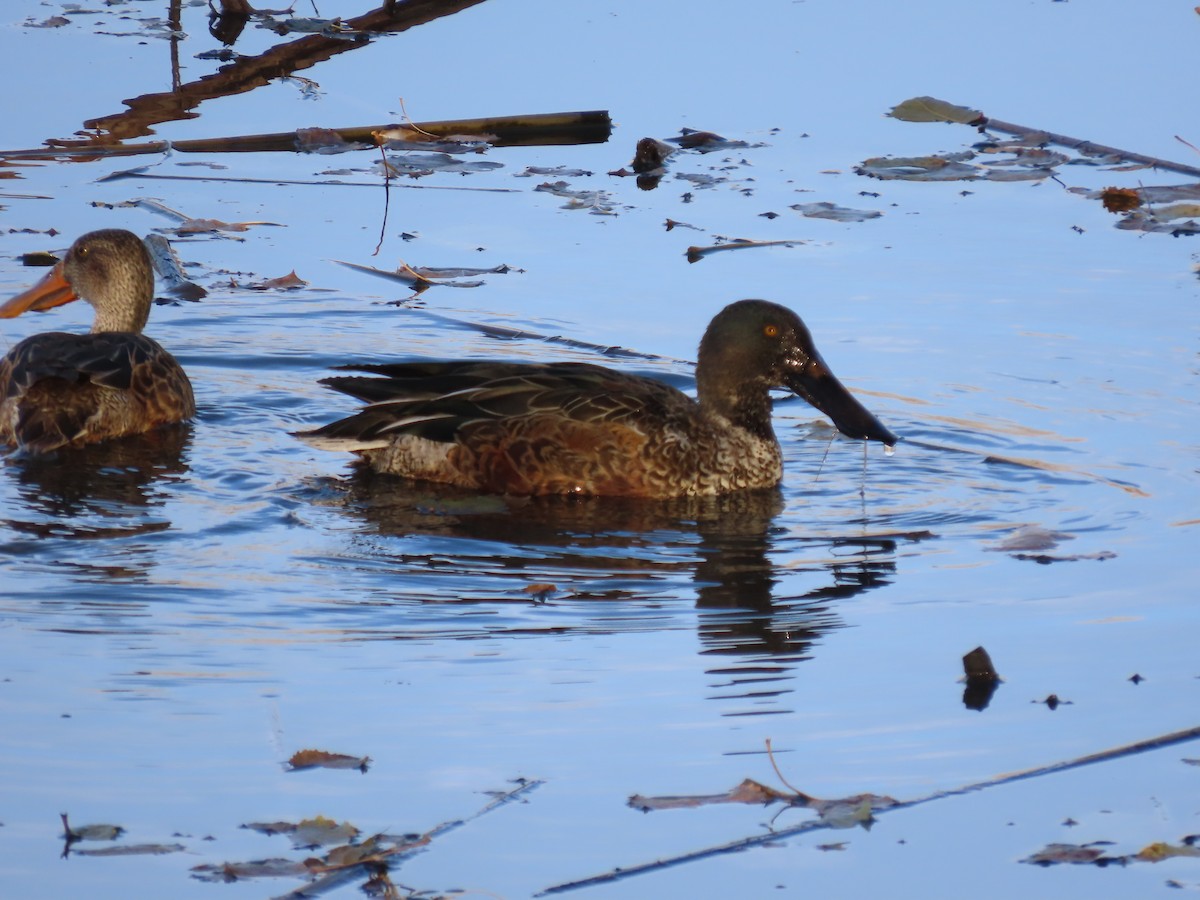 Northern Shoveler - ML610807205